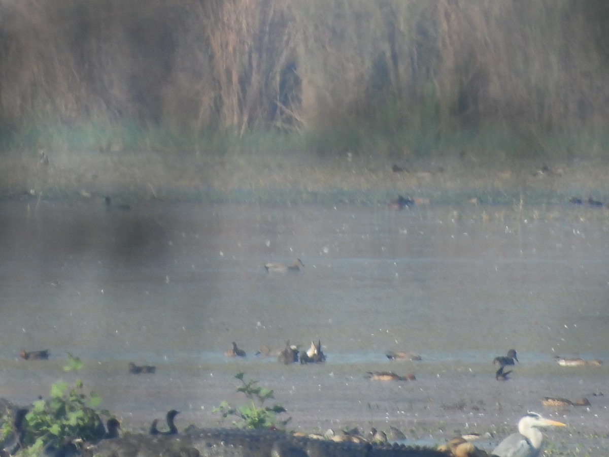 Gri Balıkçıl - ML647057582