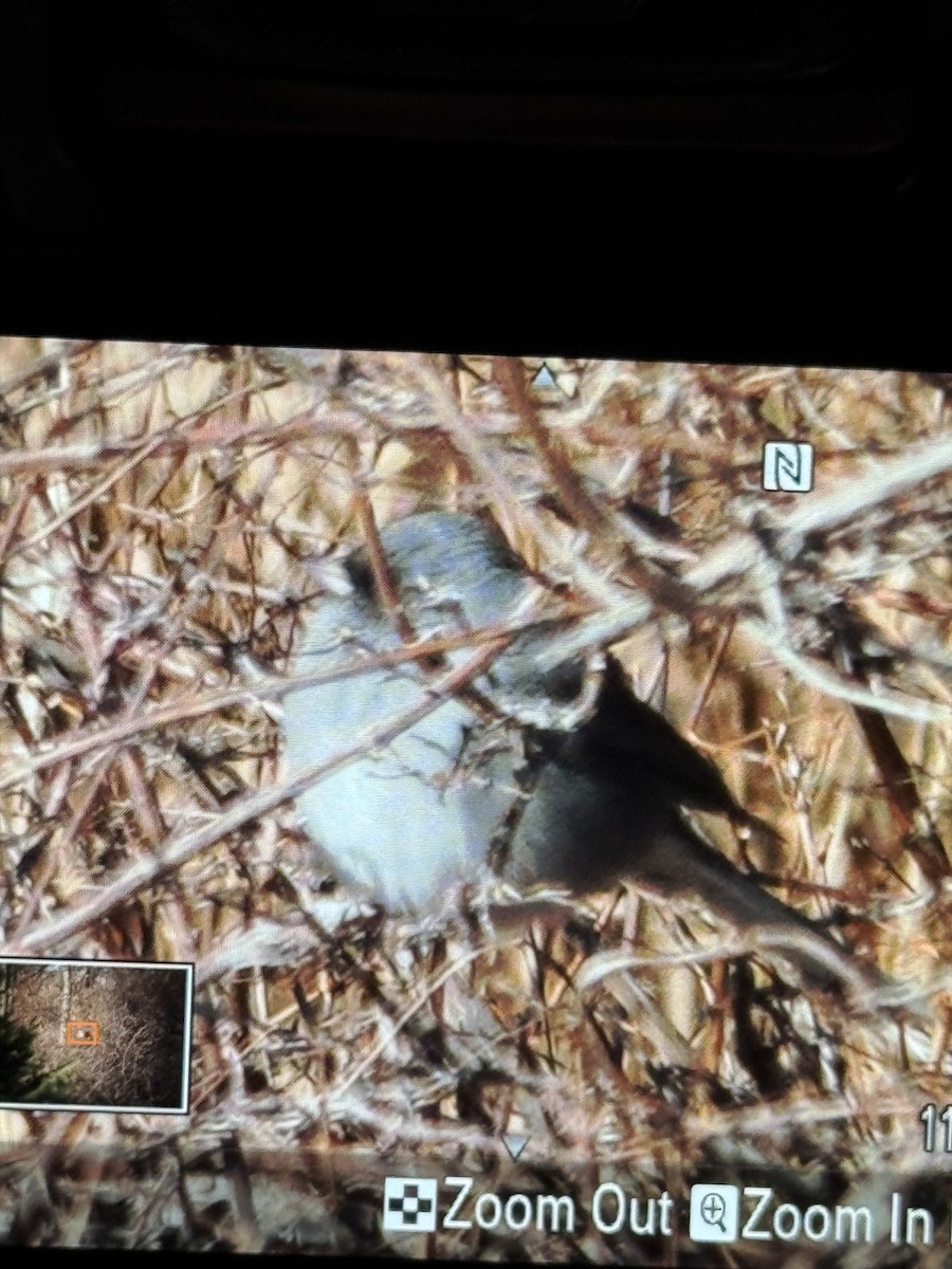 Kara Gözlü Junko - ML647057583