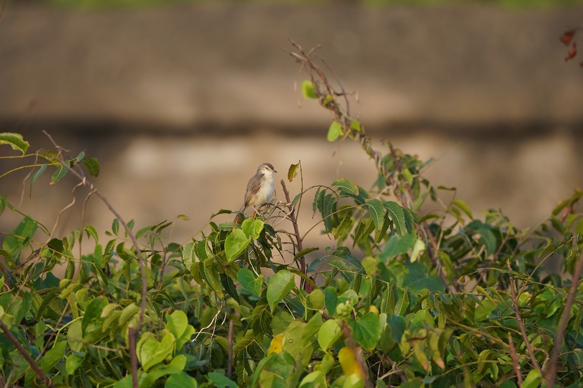 Akça Prinya - ML647057585