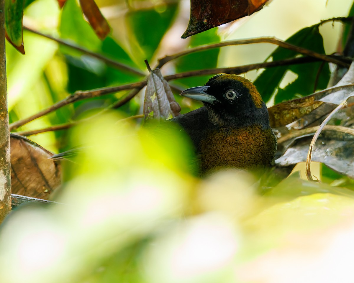 Esmer Yüzlü Tangara - ML647057589