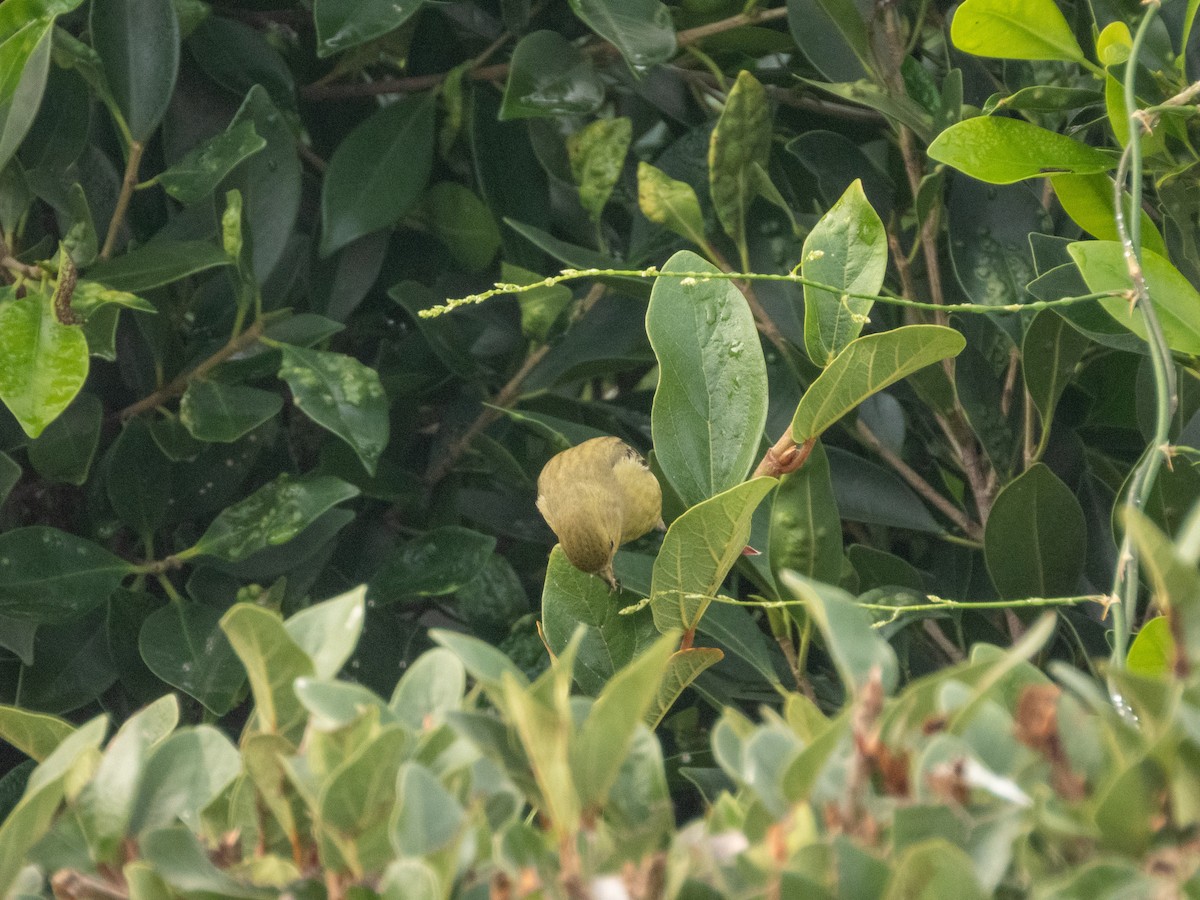 Sarı-Siyah İskete - ML647057590