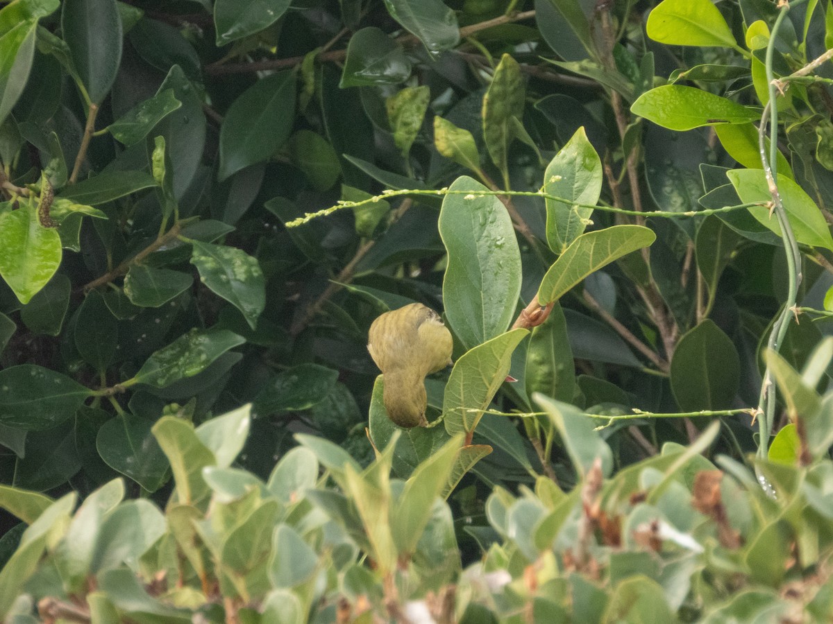 Sarı-Siyah İskete - ML647057591