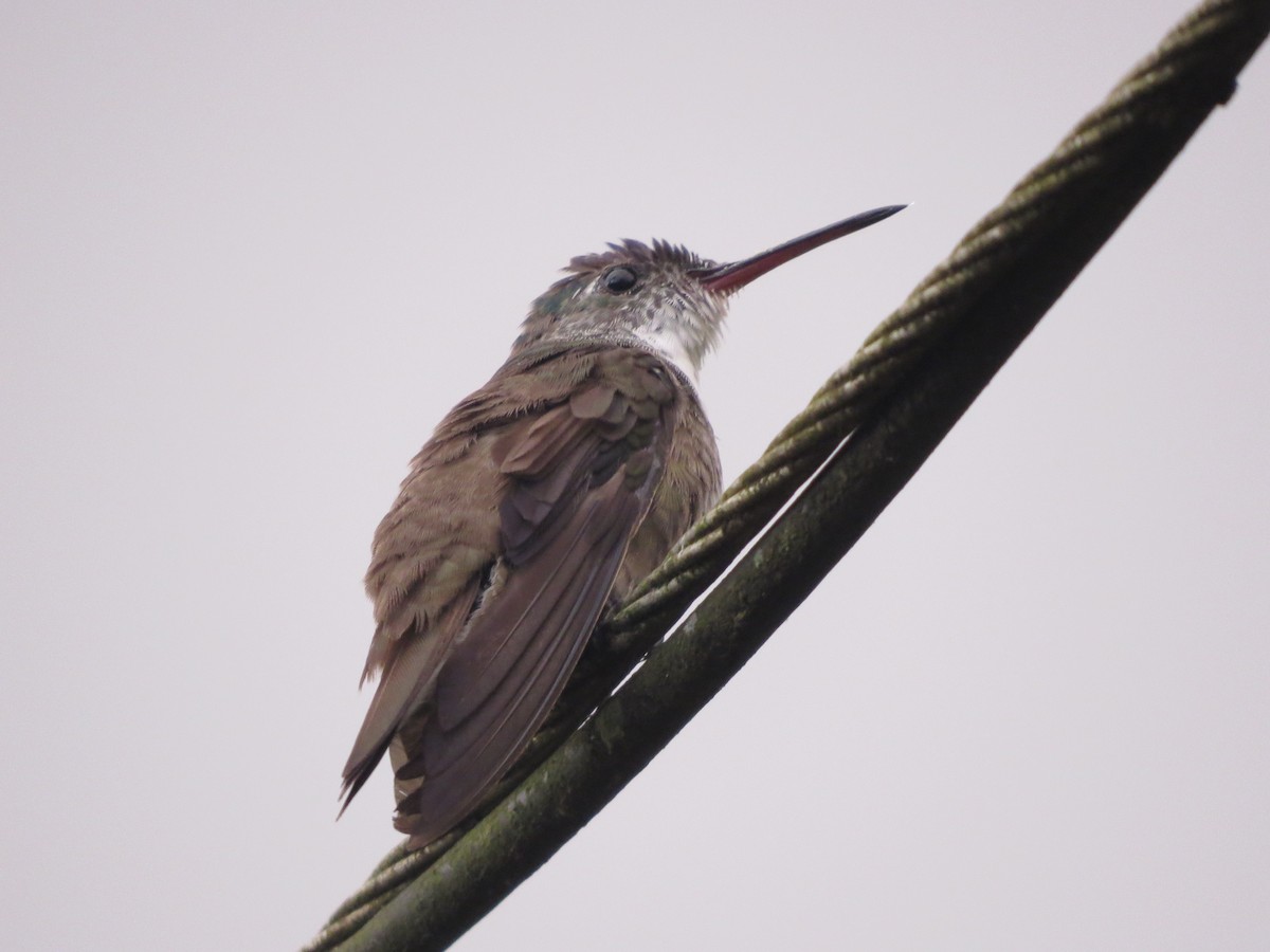 Azure-crowned Hummingbird - ML647057592