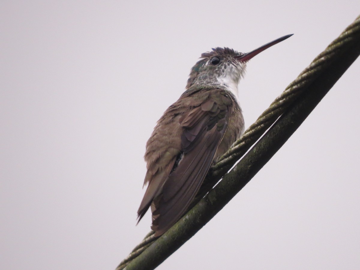 Azure-crowned Hummingbird - ML647057593