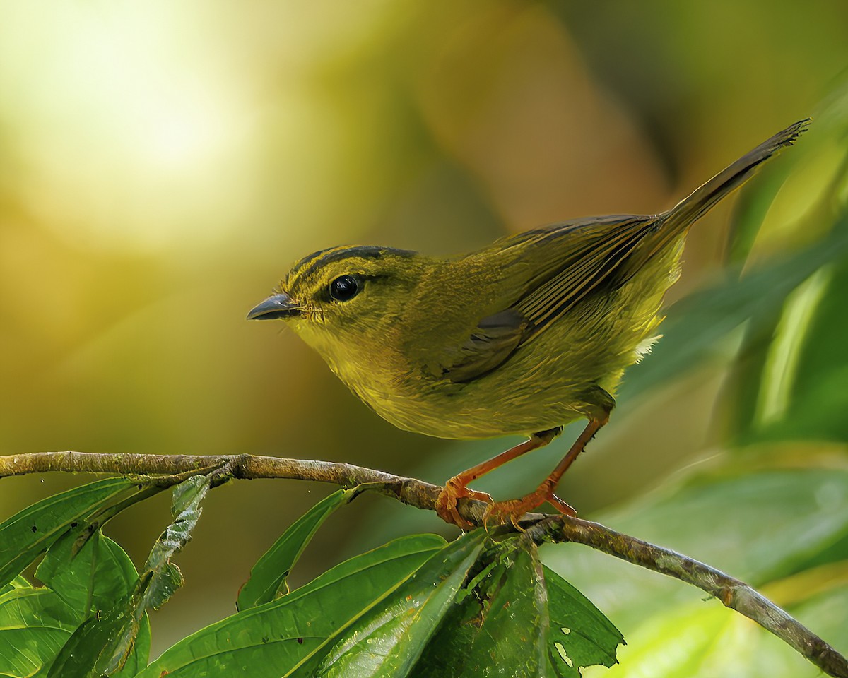 Çoko Ötleğeni - ML647057594