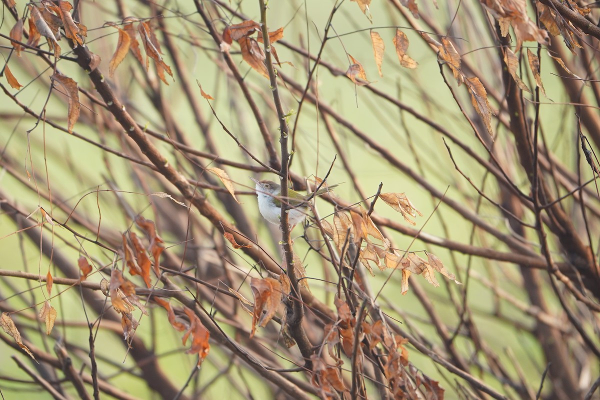 Common Tailorbird - ML647057595