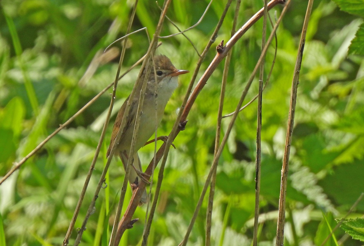 Marsh Warbler - ML647057597