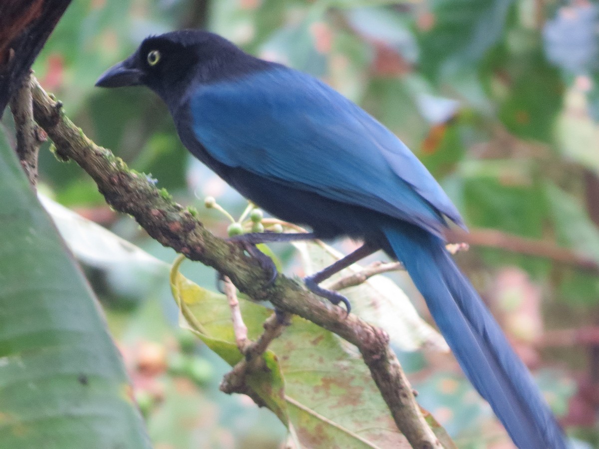 Bushy-crested Jay - ML647057602