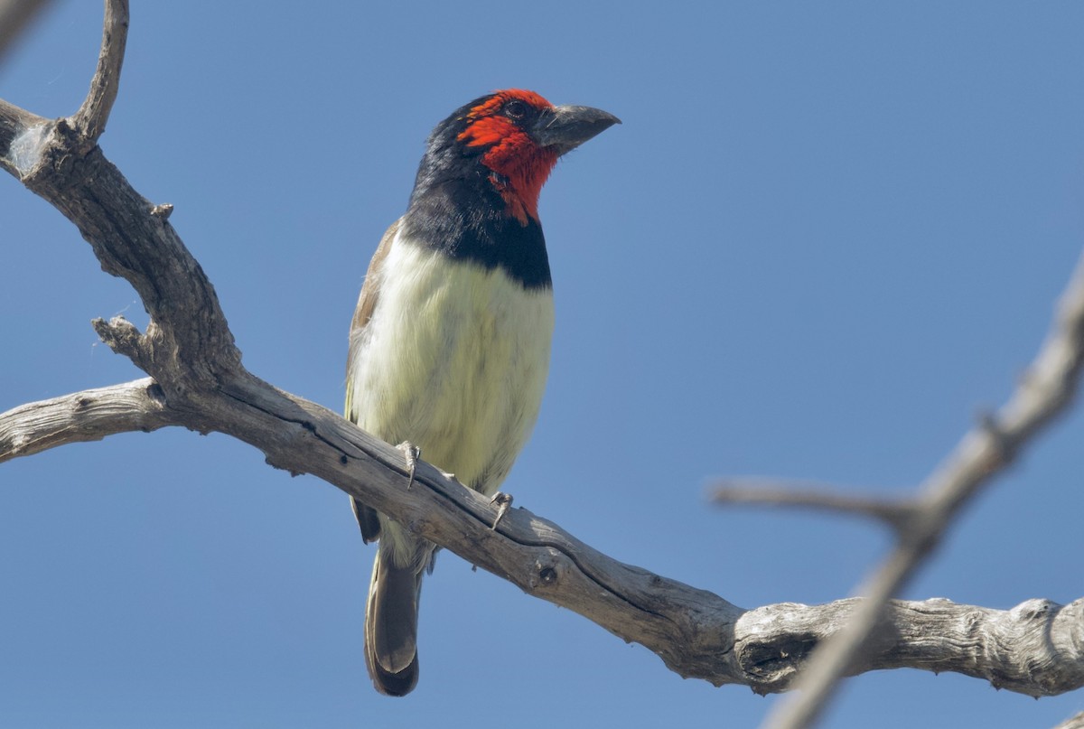 Kara Kolyeli Barbet - ML647057610
