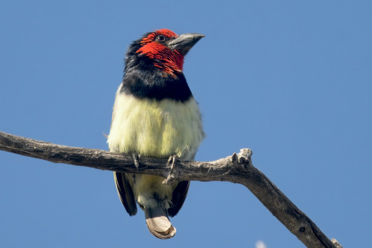 Kara Kolyeli Barbet - ML647057611