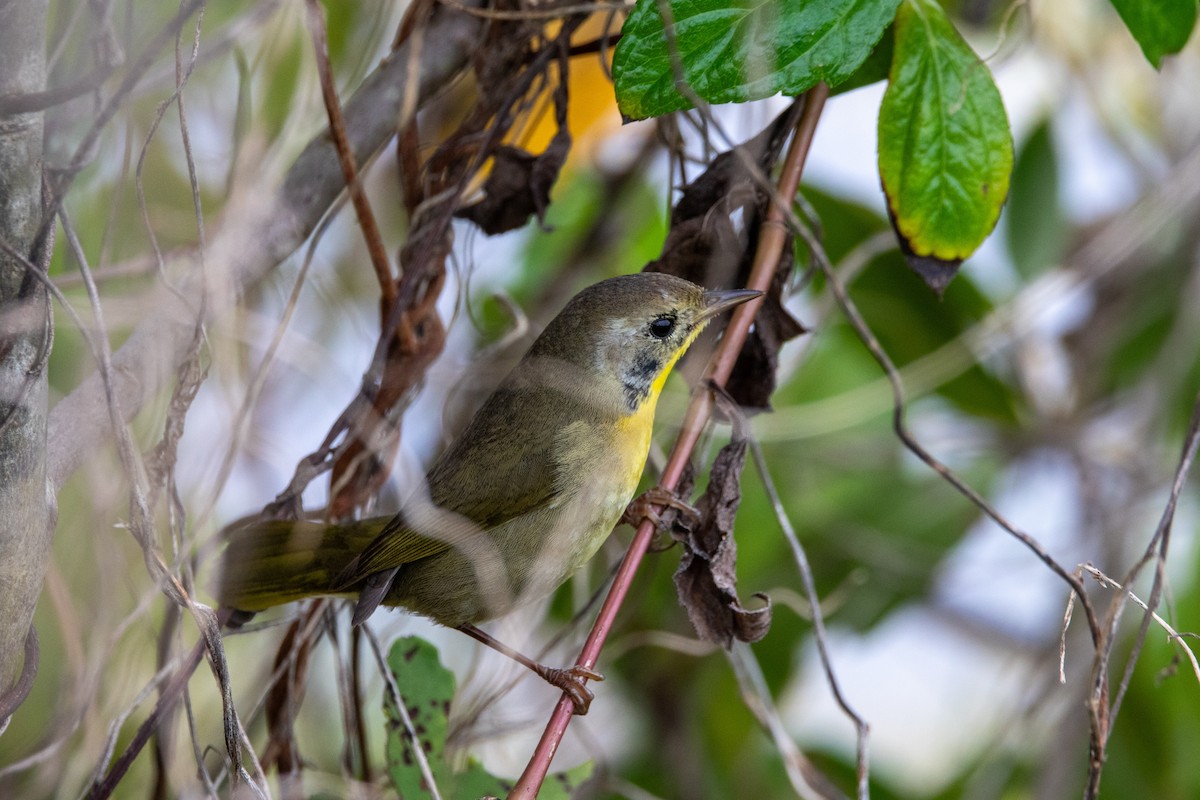 Common Yellowthroat - ML647057623