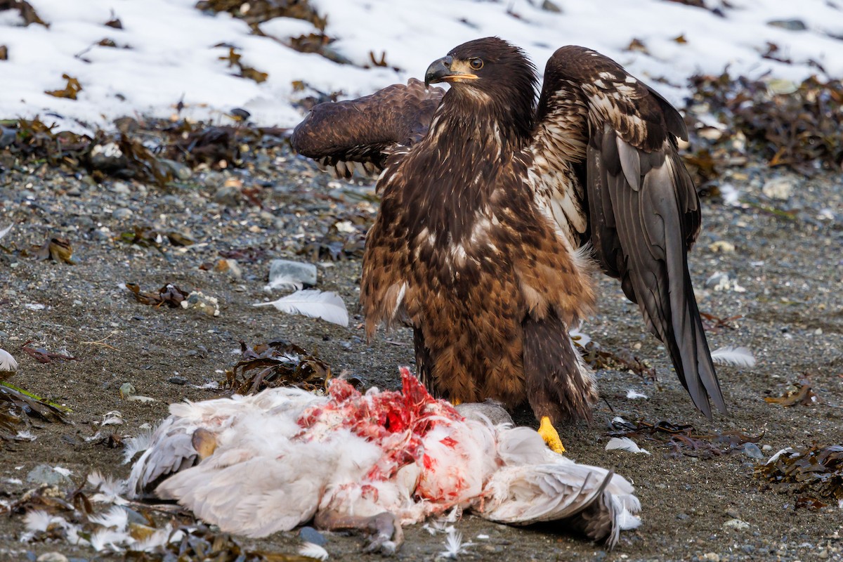 Bald Eagle - ML647057627