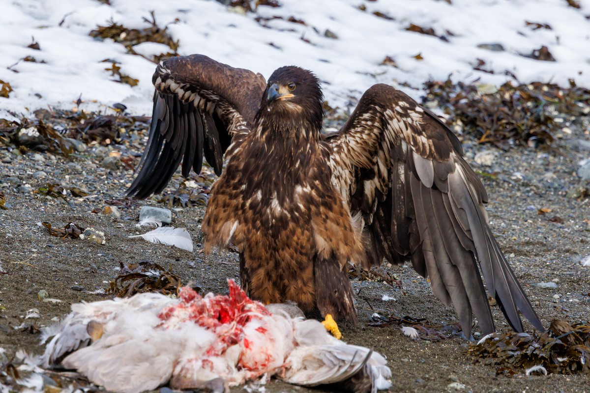 Белоголовый орлан - ML647057628