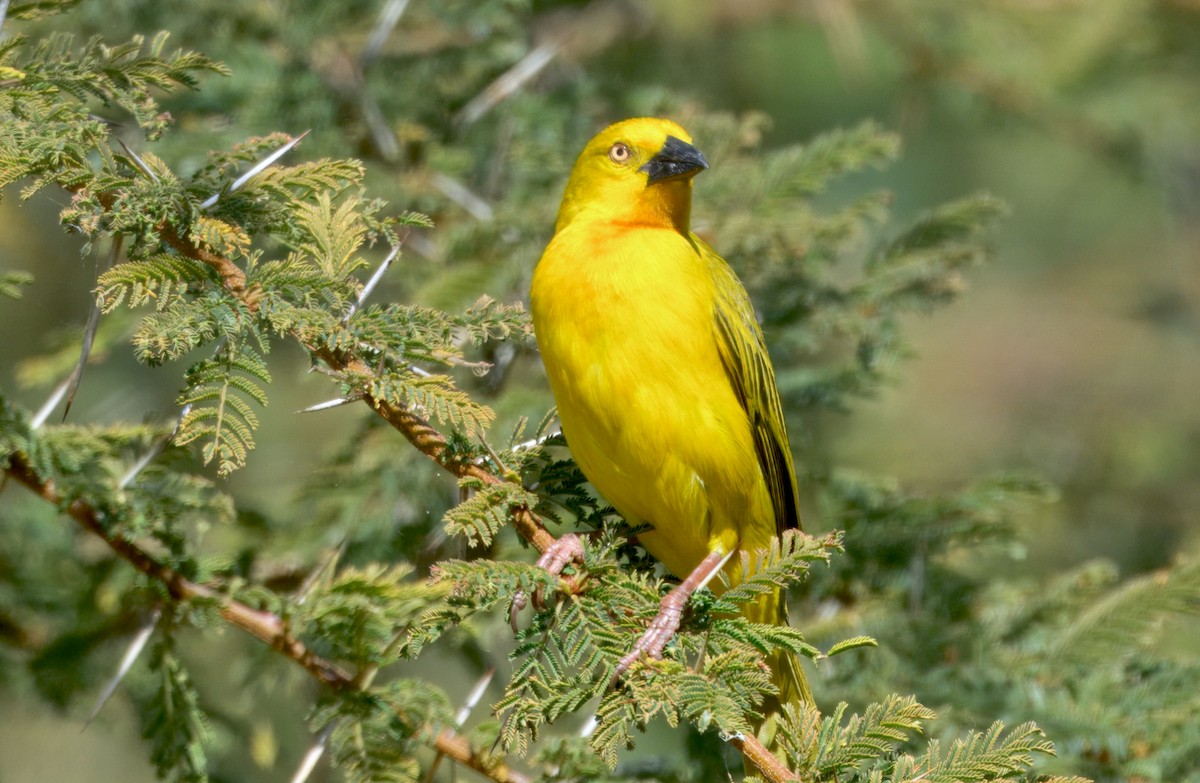 Holub's Golden-Weaver - ML647057629