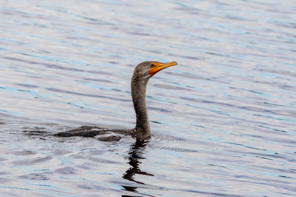 Double-crested Cormorant - ML647057630