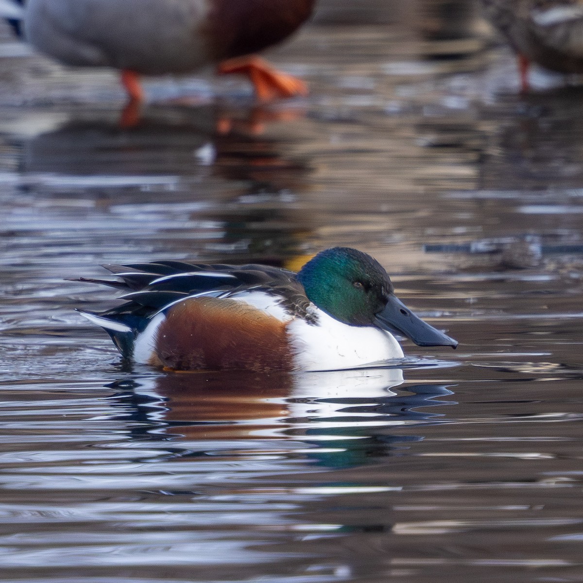 Northern Shoveler - ML647057631