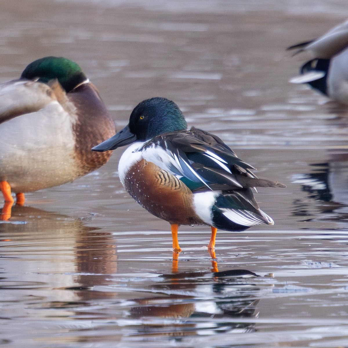Northern Shoveler - ML647057632