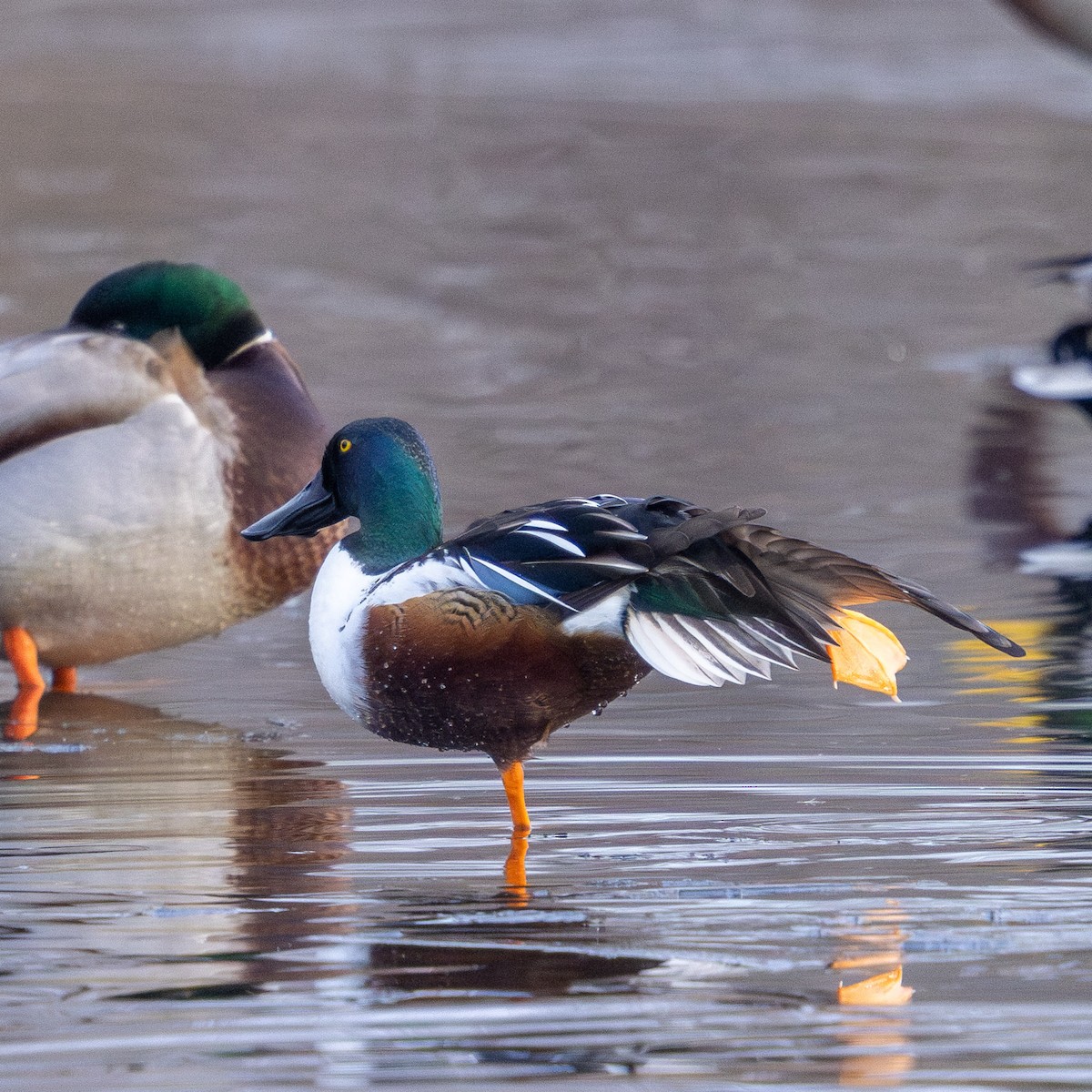 Northern Shoveler - ML647057633