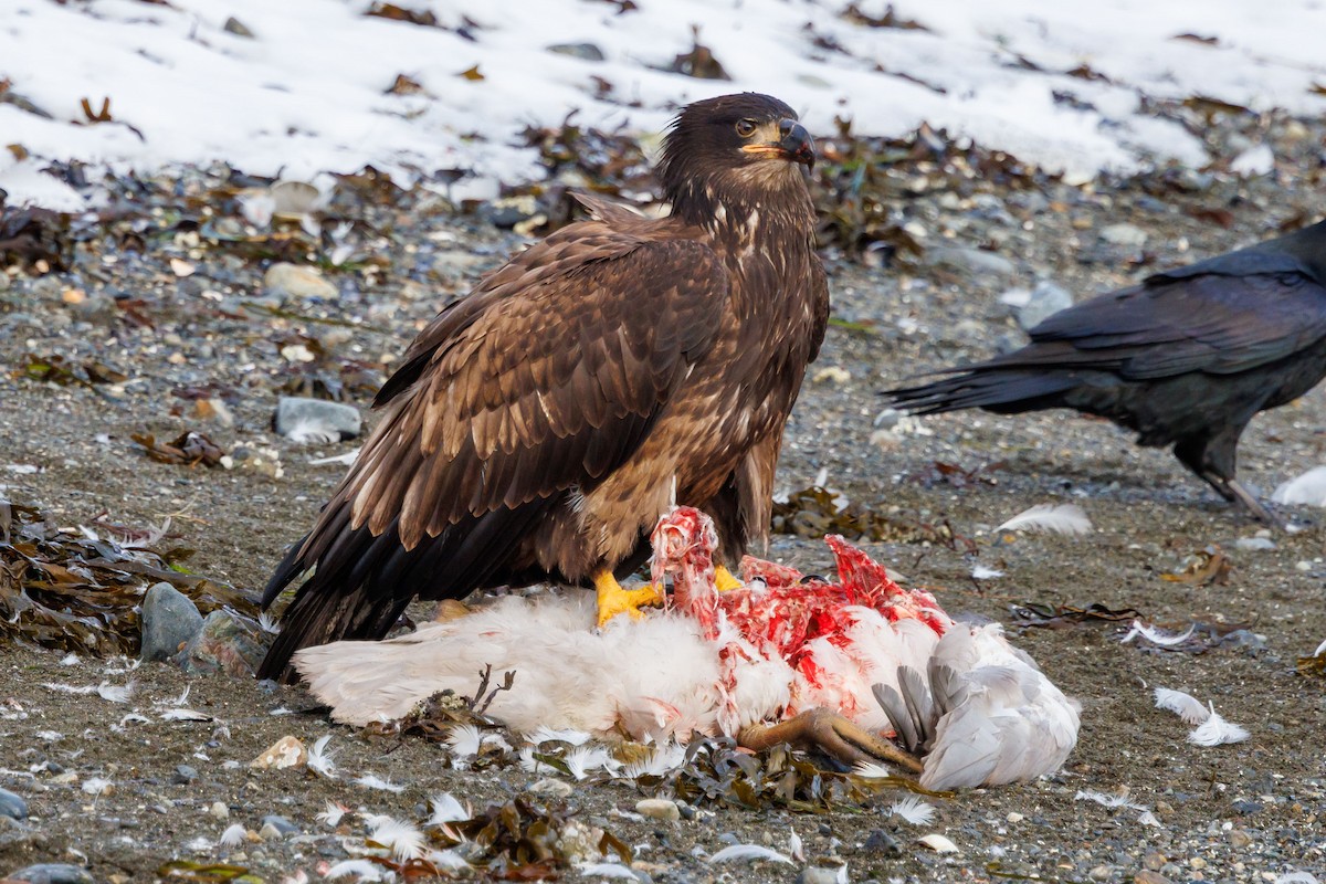 Bald Eagle - ML647057634