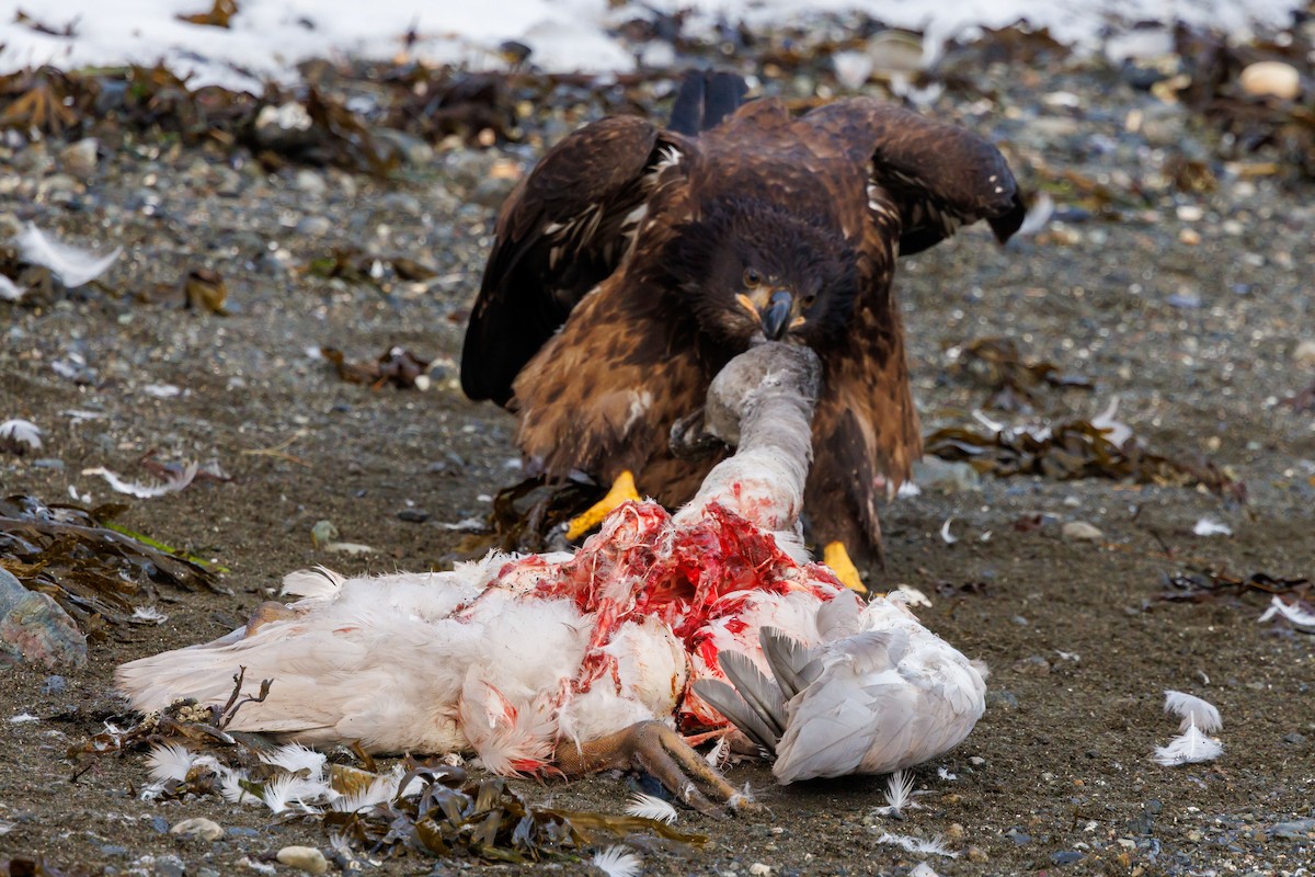 Bald Eagle - ML647057635