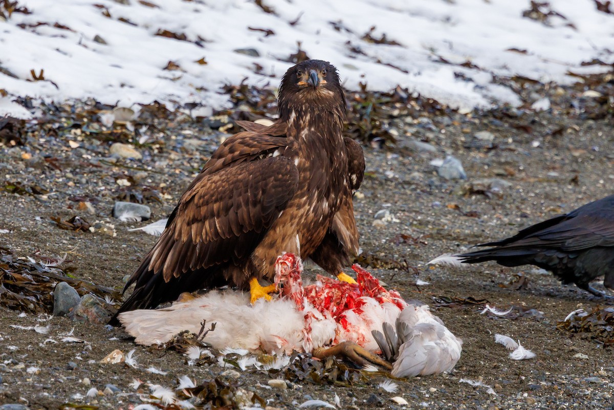 Bald Eagle - ML647057636