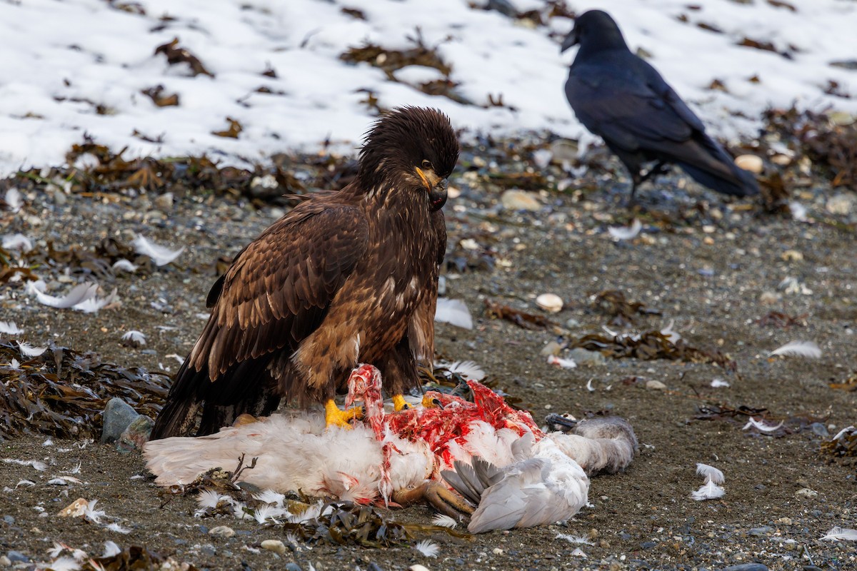 Bald Eagle - ML647057637