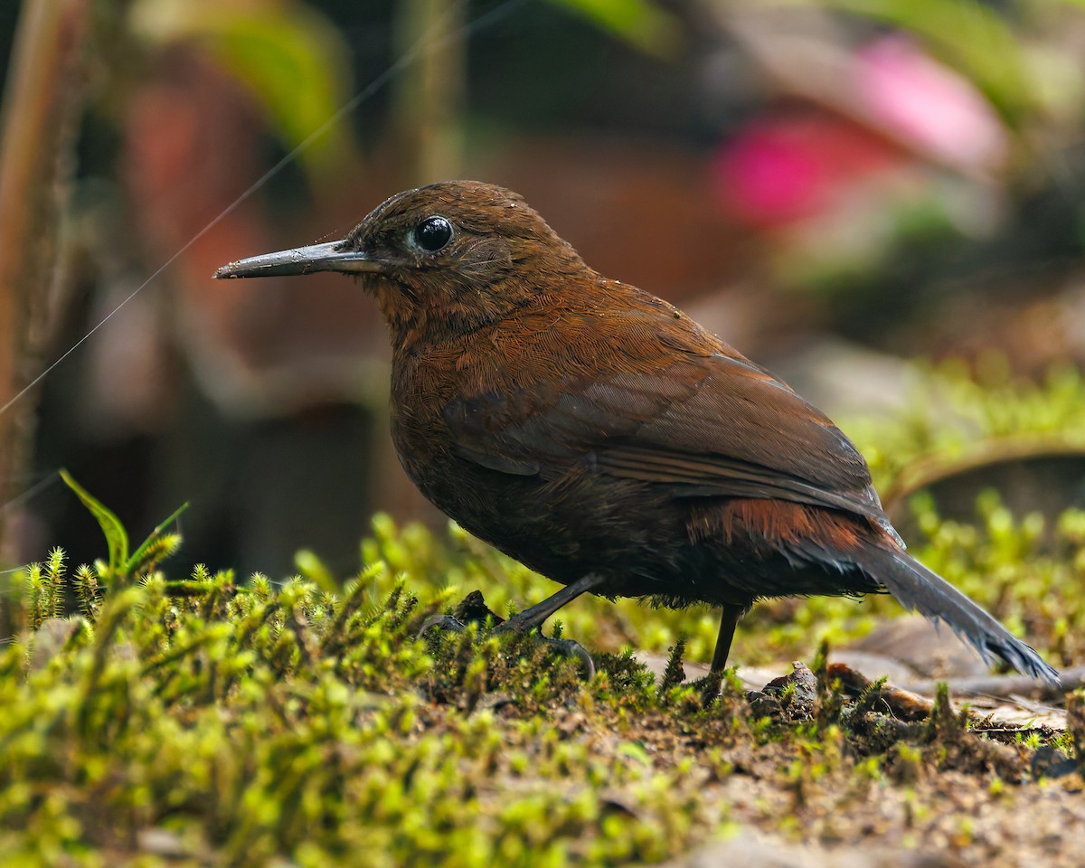South American Leaftosser (Dusky) - ML647057638