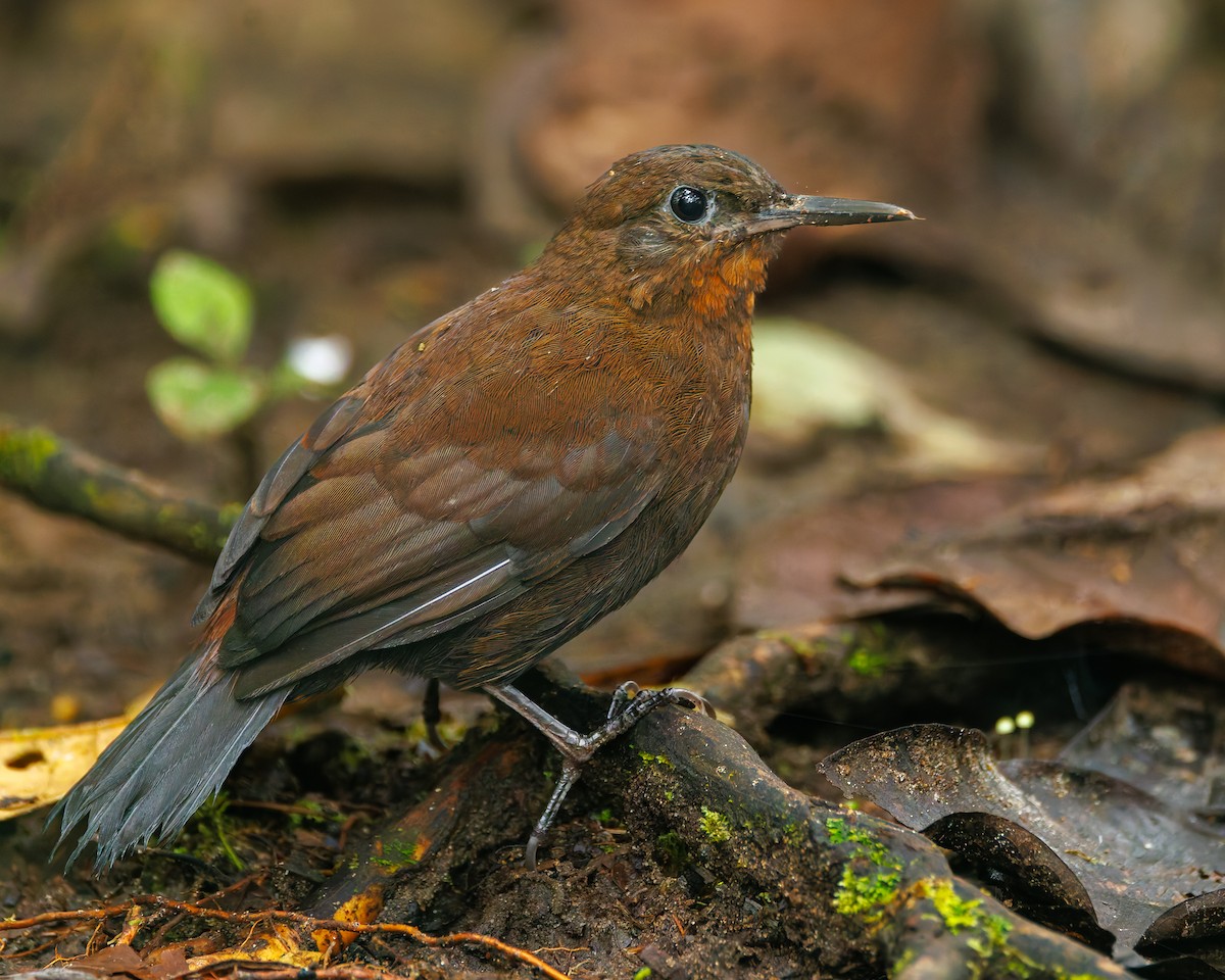 South American Leaftosser (Dusky) - ML647057639