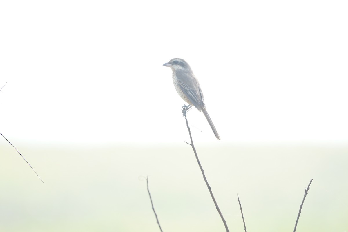 Brown Shrike - ML647057641