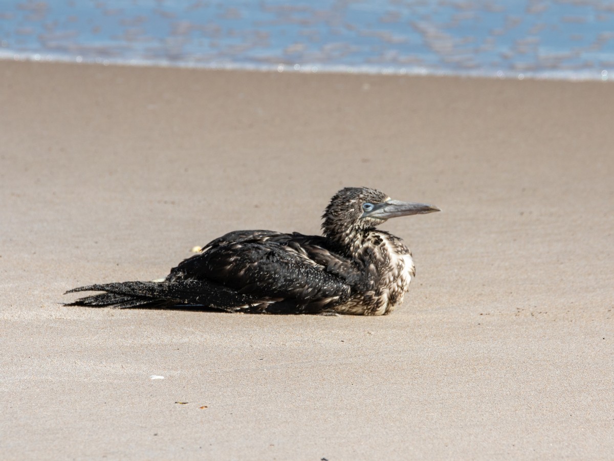 Northern Gannet - ML647057642