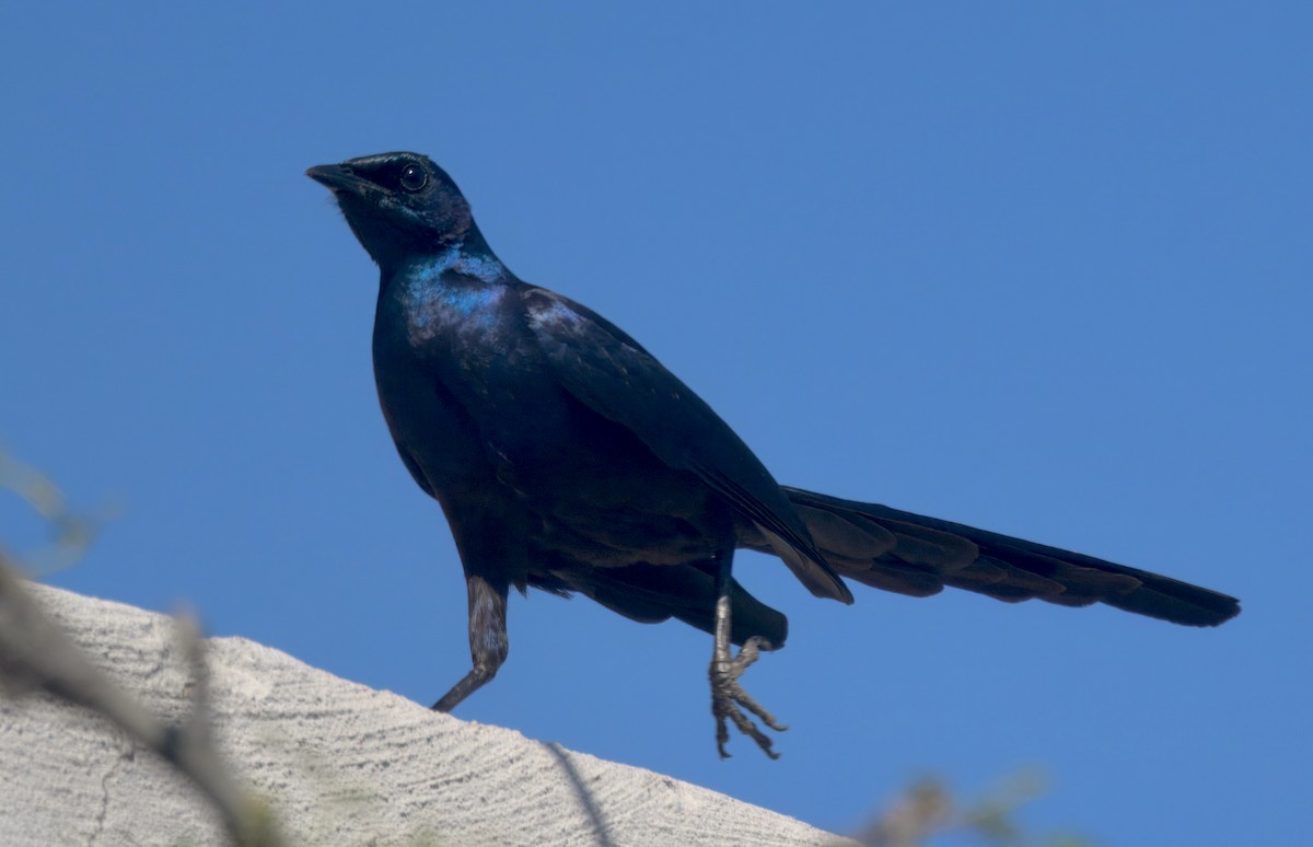 Meves's Starling - ML647057643