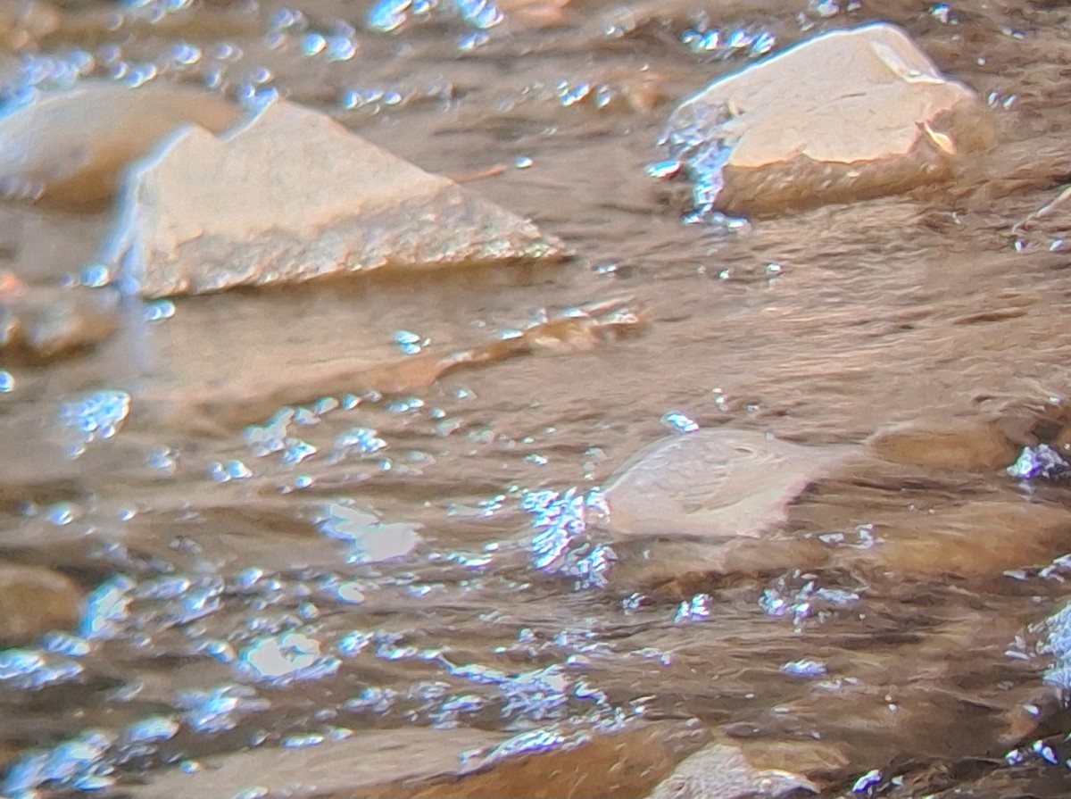American Dipper - ML647057644