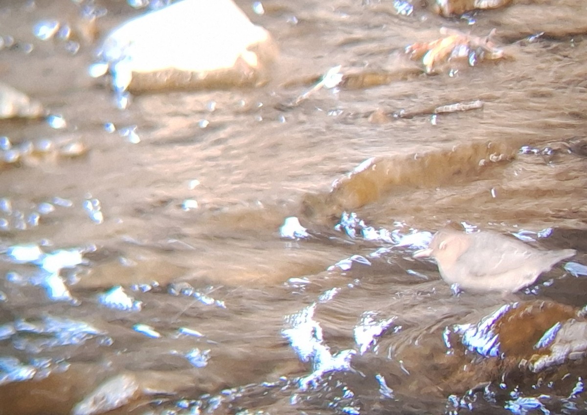 American Dipper - ML647057645