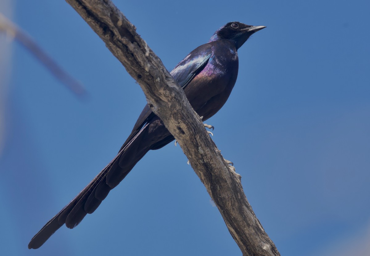 Meves's Starling - ML647057646