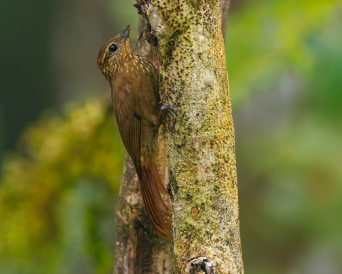 Wedge-billed Woodcreeper (pectoralis Group) - ML647057648