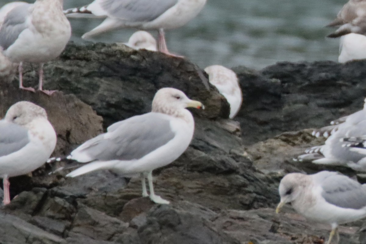 California Gull - ML647057649
