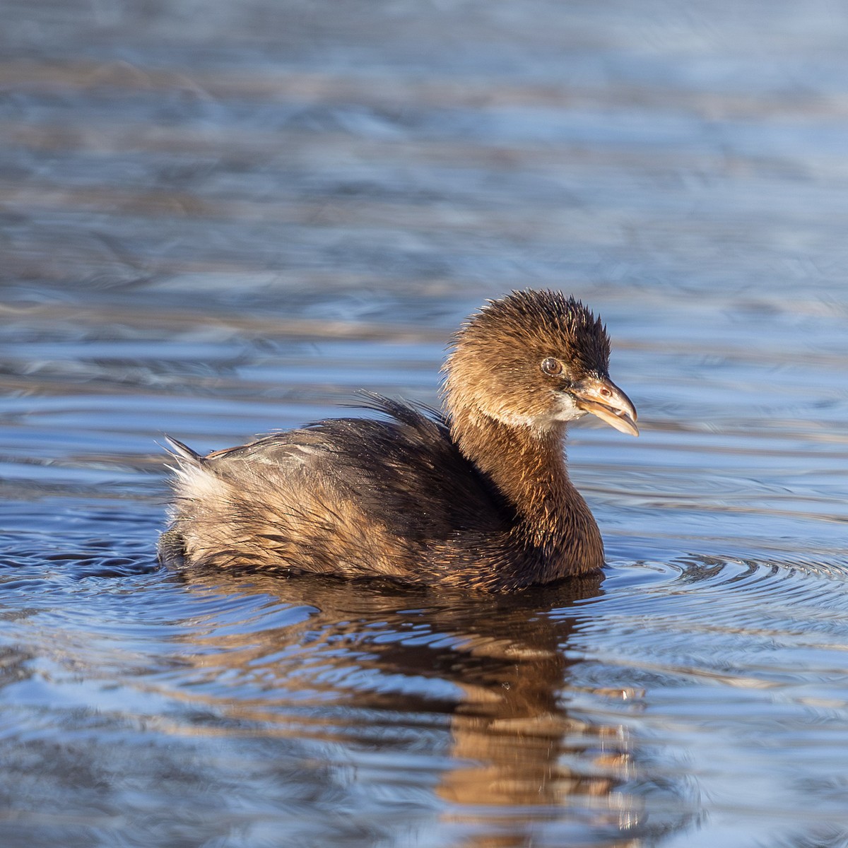 Pied-billed Grebe - ML647057650