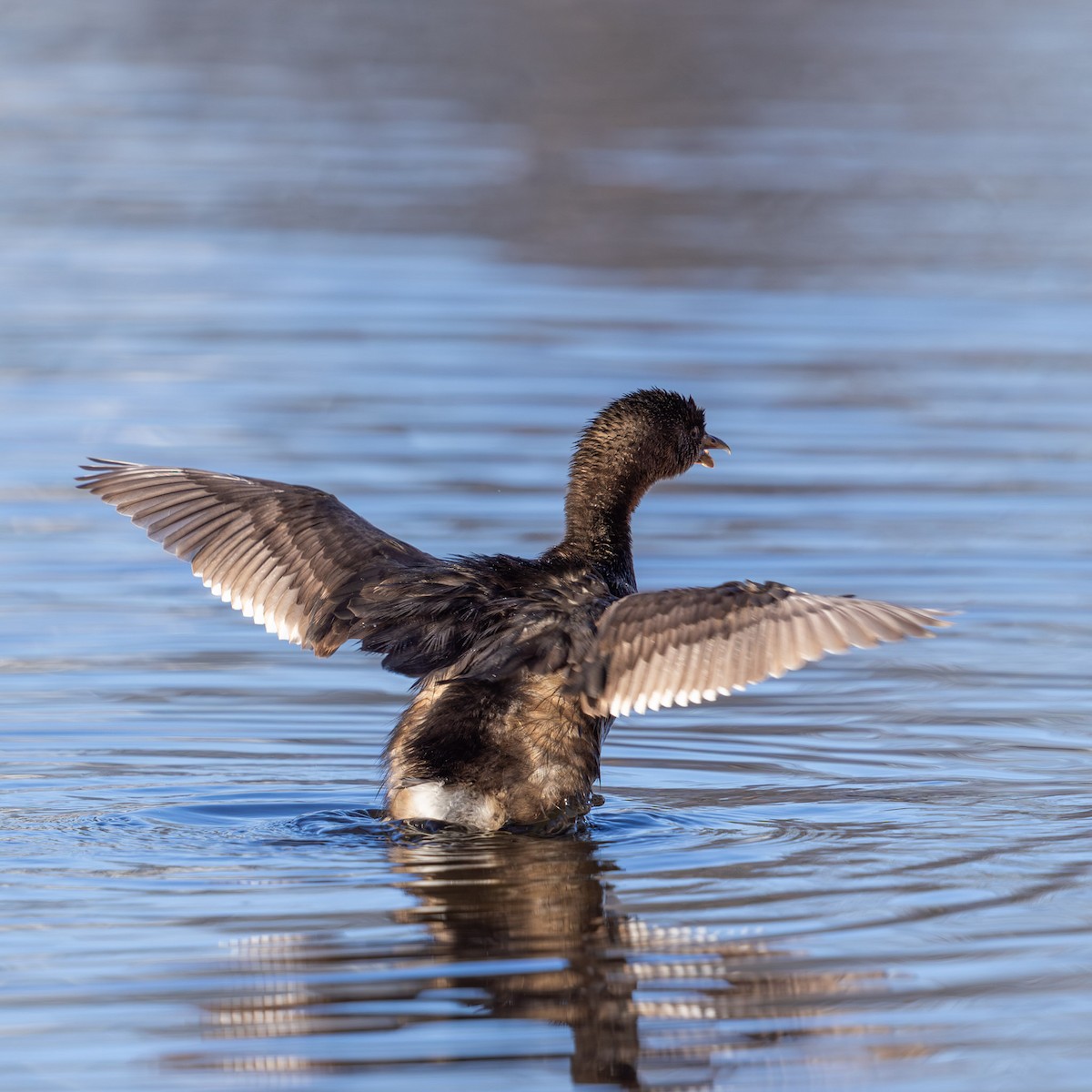 Pied-billed Grebe - ML647057651