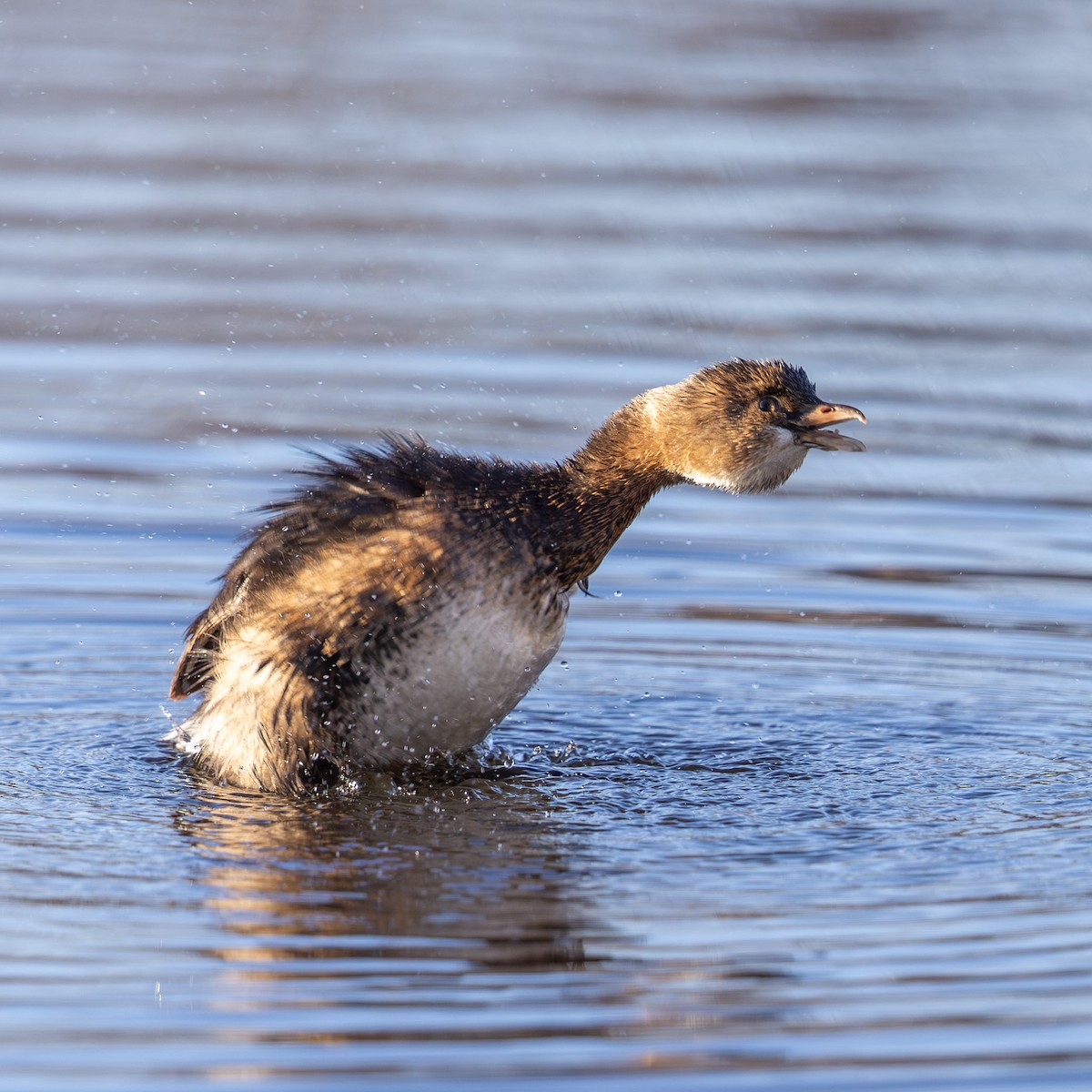 Pied-billed Grebe - ML647057652