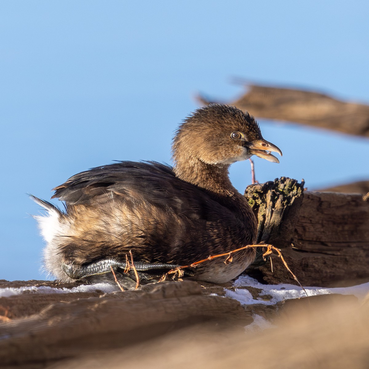 Pied-billed Grebe - ML647057653