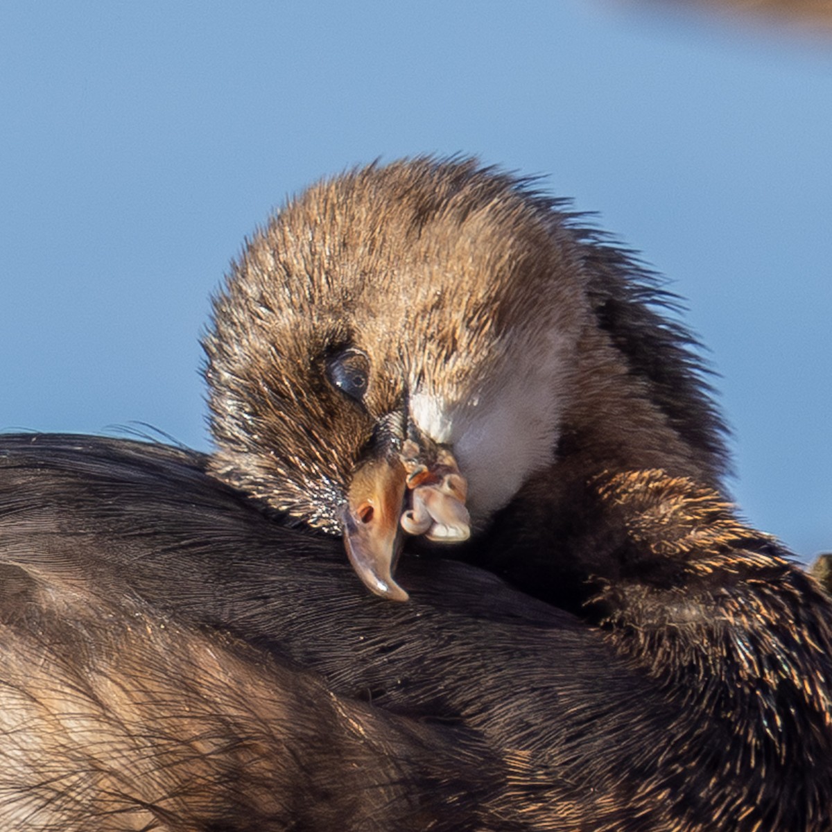 Pied-billed Grebe - ML647057654