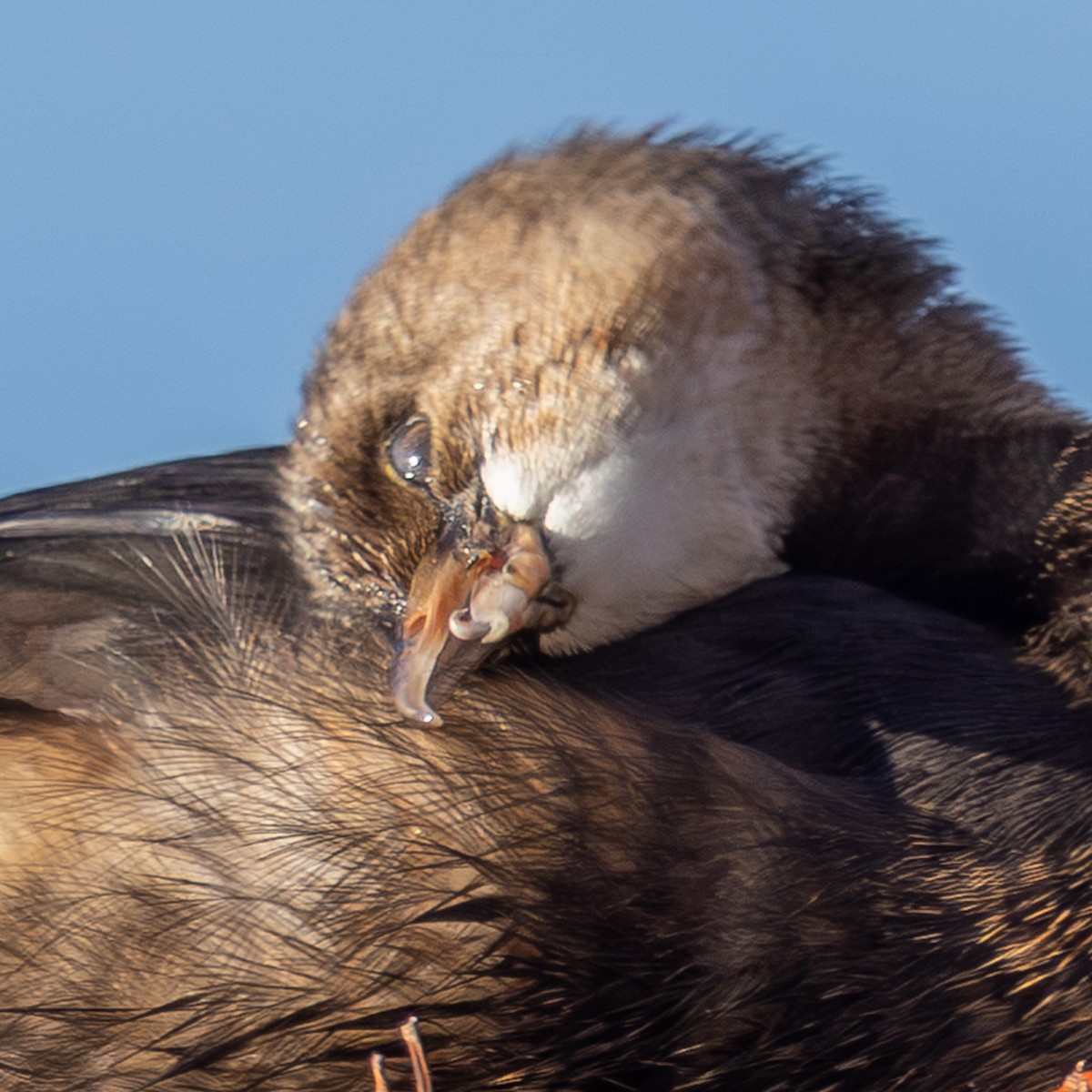 Pied-billed Grebe - ML647057655
