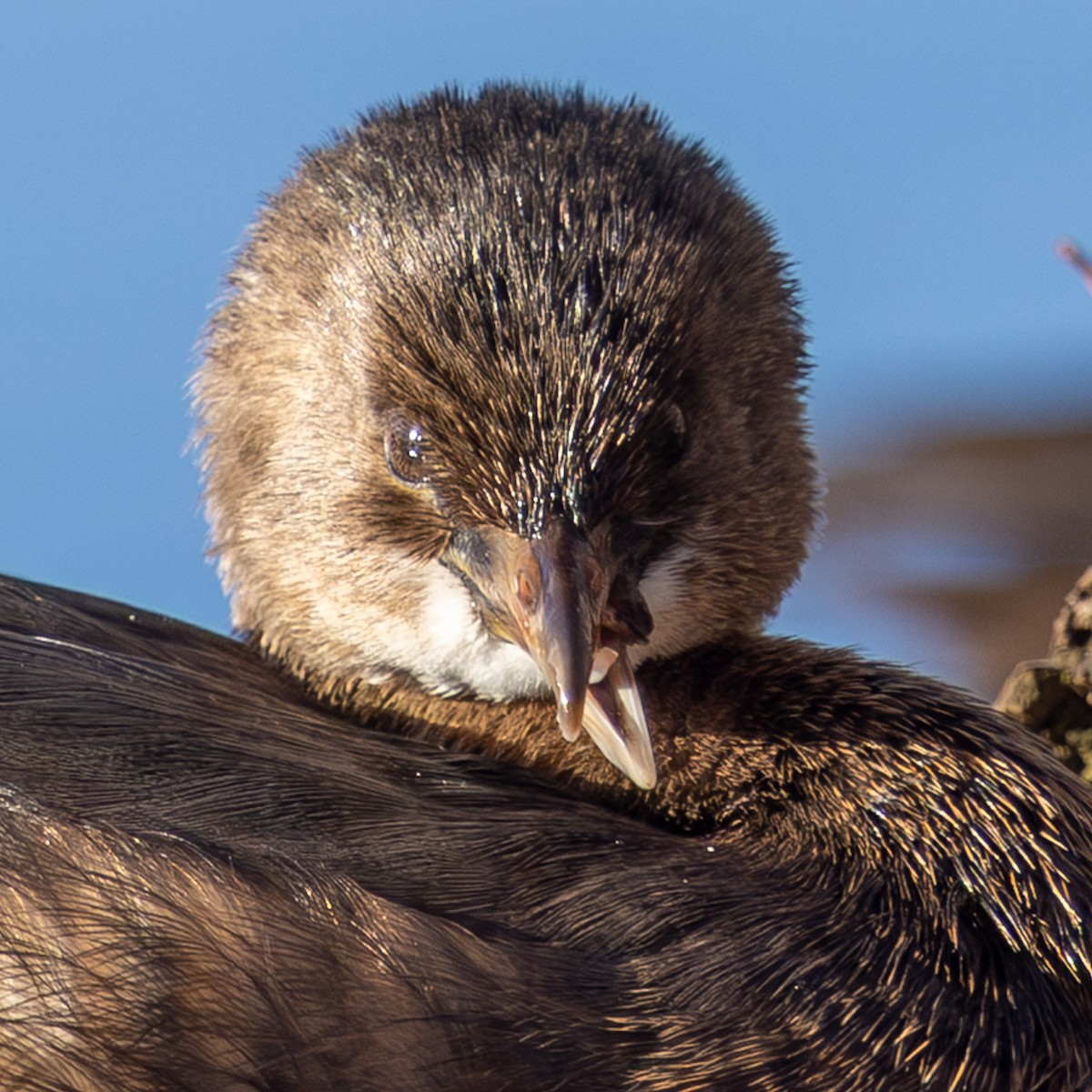 Pied-billed Grebe - ML647057656