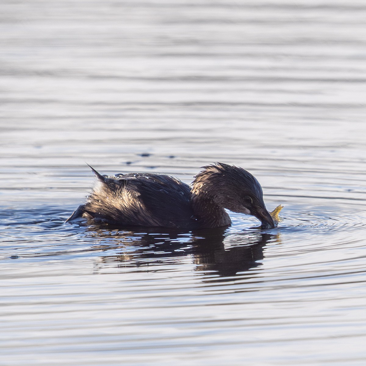 Pied-billed Grebe - ML647057657