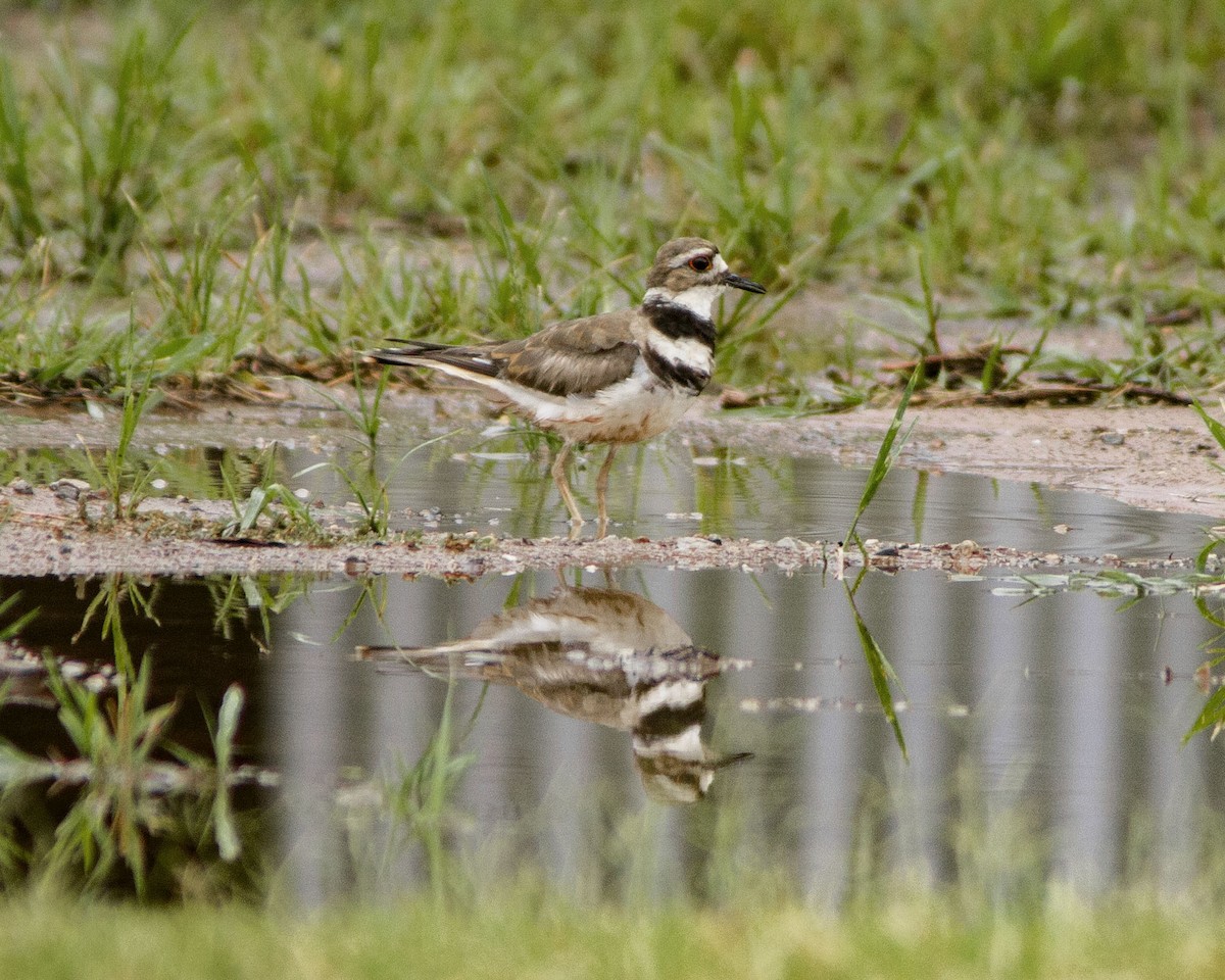 Killdeer - ML647057660