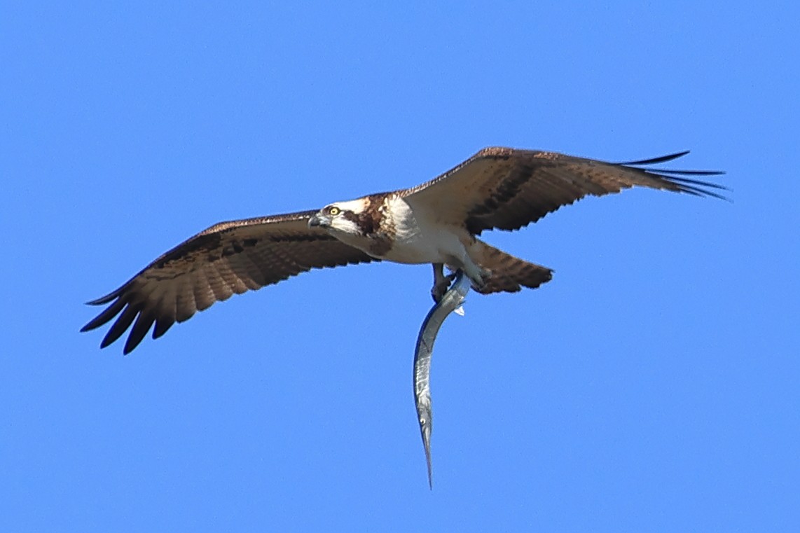 Скопа західна - ML647057666