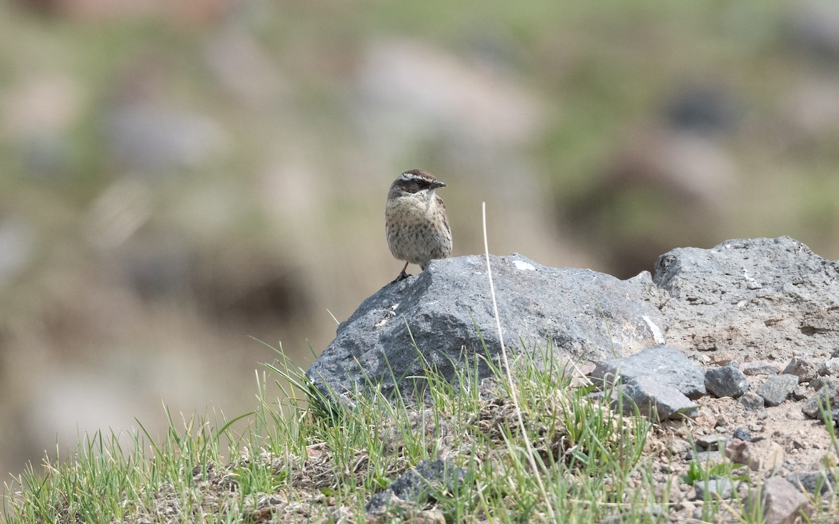 Acentor de Radde - ML647057667