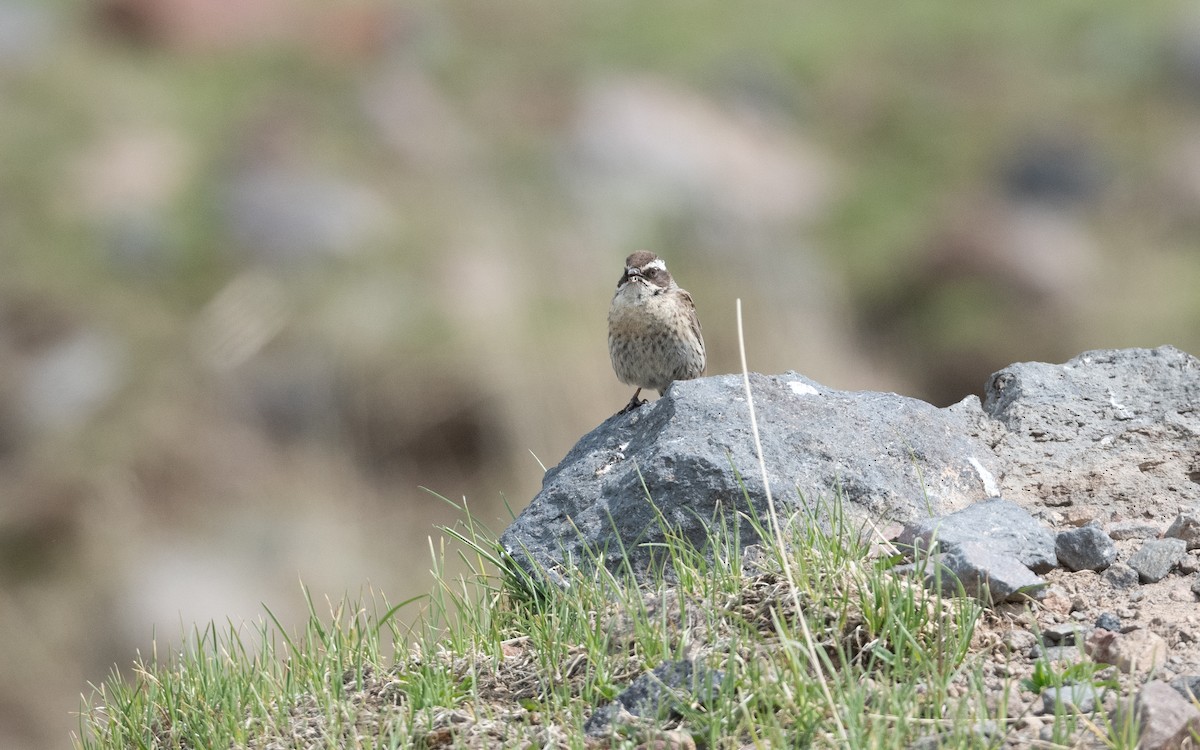 Acentor de Radde - ML647057668