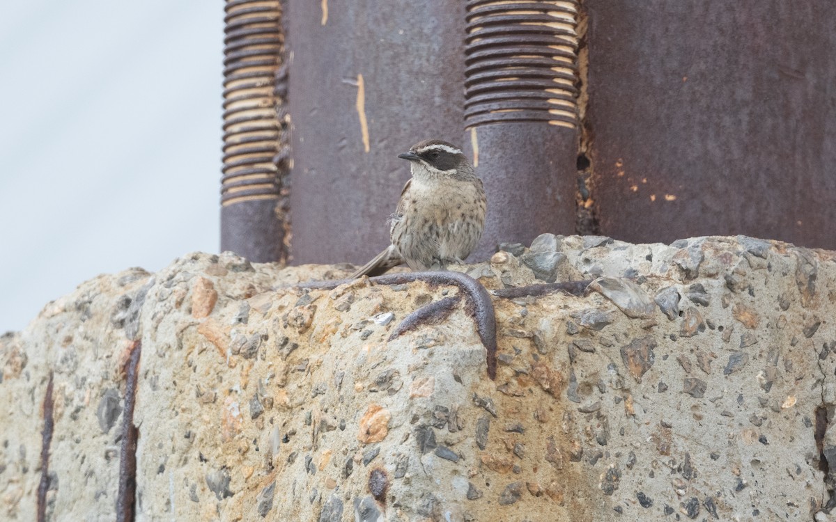 Acentor de Radde - ML647057669