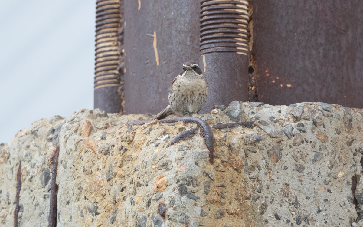 Acentor de Radde - ML647057670